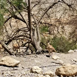 Ein Gedi Nature Reserve - Ein Tamar