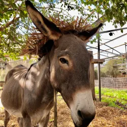 Ein Tamar Agricultural Farm - Ein Tamar
