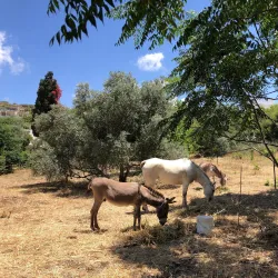 Ein Tamar Agricultural Farm - Ein Tamar