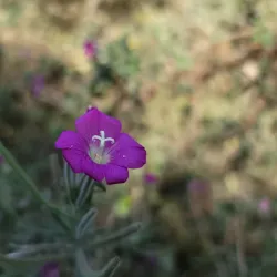 Ein Tamar Springs - Ein Tamar