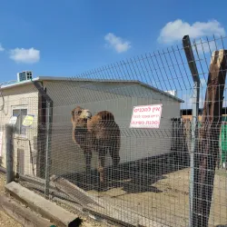 Community Sports Facilities - El'ad (Elad)