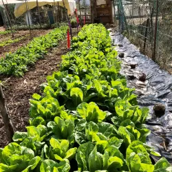 Local Agricultural Farms - Givat Ela