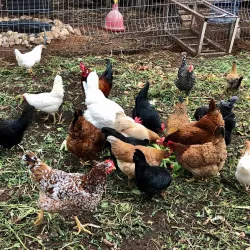 Local Agricultural Farms - Givat Ela