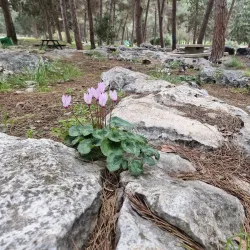 Mount Carmel Nature Reserve - Givat Ela