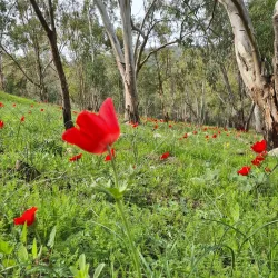 Nature Trails Around Givat Ela - Givat Ela