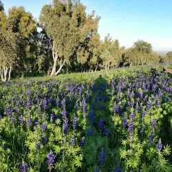Nature Trails Around Givat Ela - Givat Ela