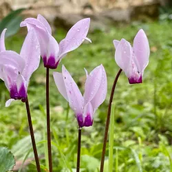 Ein Hemed National Park - Gush Etzion