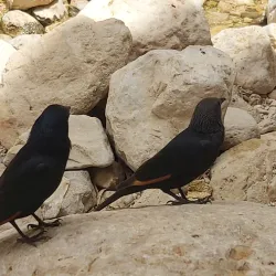 Nahal Tekoa Nature Reserve - Gush Etzion