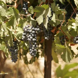 The Gush Etzion Winery - Gush Etzion