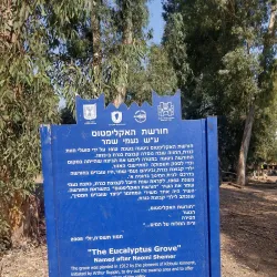 Eucalyptus Groves - Hadera