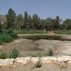 Eucalyptus Groves - Hadera