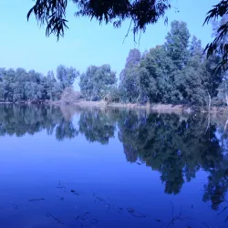 Eucalyptus Groves - Hadera
