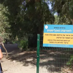 Eucalyptus Groves - Hadera