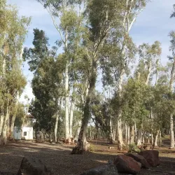 Eucalyptus Groves - Hadera