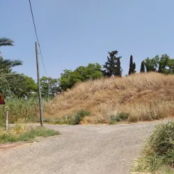 Eucalyptus Groves - Hadera
