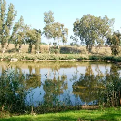 Eucalyptus Groves - Hadera