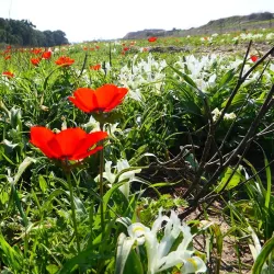 Gan Ha'ir Park - Hadera