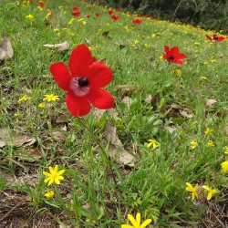 Gan Ha'ir Park - Hadera