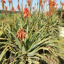 Megiddo National Park - Harish