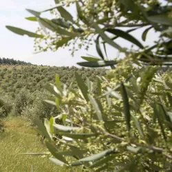 Nearby Wadi Ara - Harish