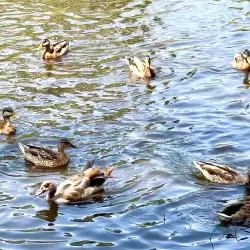 HaUman Park - Herzliya