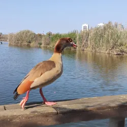 Gan Ha'ir Park - Hod Hasharon
