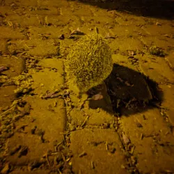 Hod Hasharon Sports Complex - Hod Hasharon