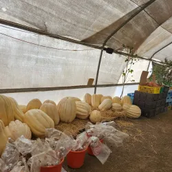 Local Farmers Market - Hod Hasharon