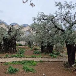 Garden of Gethsemane - Jerusalem