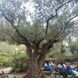 Garden of Gethsemane - Jerusalem