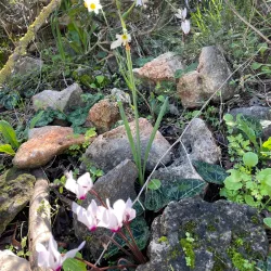 Karmiel Forest - Karmiel