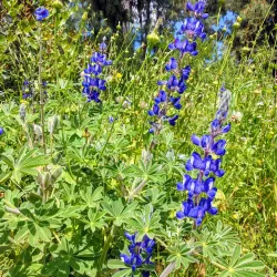 Karmiel Forest - Karmiel