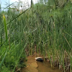 Karmiel Sculpture Garden - Karmiel