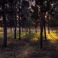 Ben Shemen Forest - Kfar Ha-Oranim