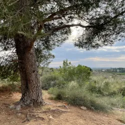 Ben Shemen Forest - Kfar Ha-Oranim