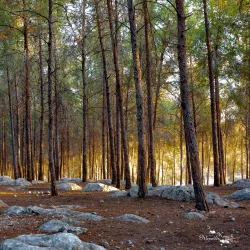 Ben Shemen Forest - Kfar Ha-Oranim
