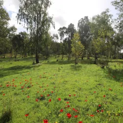 Ben Shemen Forest - Kfar Ha-Oranim