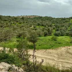 Ben Shemen Forest - Kfar Ha-Oranim