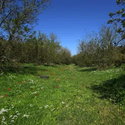 Ben Shemen Forest - Kfar Ha-Oranim