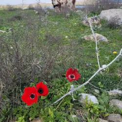 Canada Park - Kfar Ha-Oranim