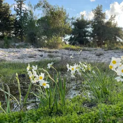 Canada Park - Kfar Ha-Oranim