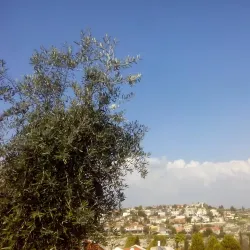 Kfar Ha-Oranim Nature Trails - Kfar Ha-Oranim