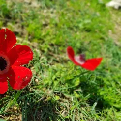 Neot Kedumim Biblical Landscape Reserve - Kfar Ha-Oranim