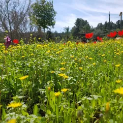 Neot Kedumim Biblical Landscape Reserve - Kfar Ha-Oranim