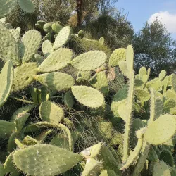 Tel Hadid National Park - Kfar Ha-Oranim