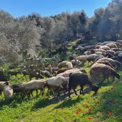 Tel Hadid National Park - Kfar Ha-Oranim