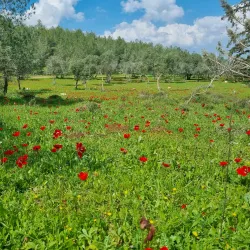 Tel Hadid National Park - Kfar Ha-Oranim