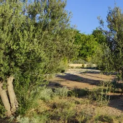 Tel Kfar Saba (Archaeological Site) - Kfar Saba