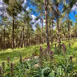 Kiryat Ata Park - Kiryat Ata (Qiryat Atta)