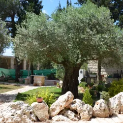 Nearby Carmel Mountain Range - Kiryat Ata (Qiryat Atta)
